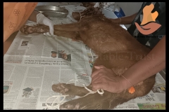 Picsart_22-08-29_09-34-49-1211