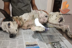 Picsart_22-10-29_10-15-26-1301