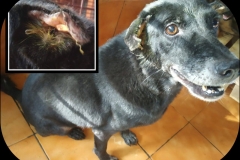 ed408ac2-6e4b-457e-861c-2042fe961ecc