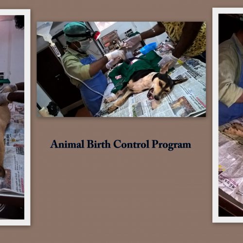 Animal Birth Control