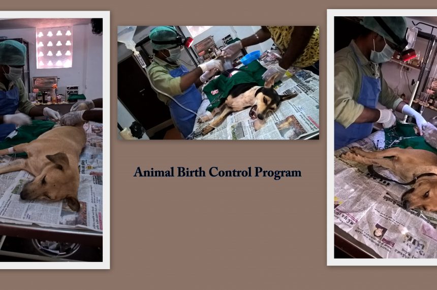 Animal Birth Control