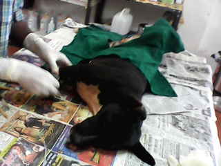 Animal Birth Control