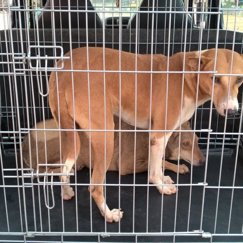 Dogs released after sterilization