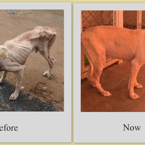 Success Rescue Story