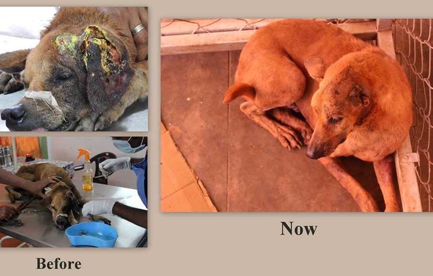 Success rescue story