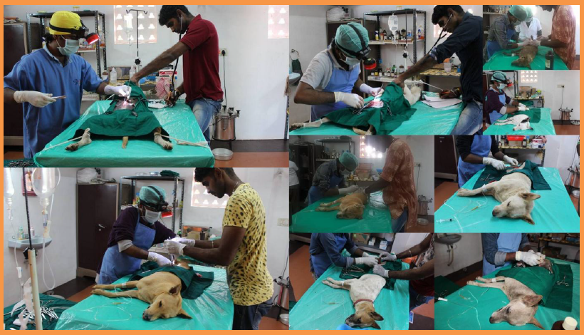 milestone-bark-india A milestone in our history !!!