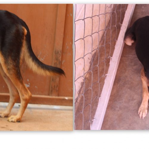 a-story-of-a-rescue-dog-barkindia A story of a rescue dog