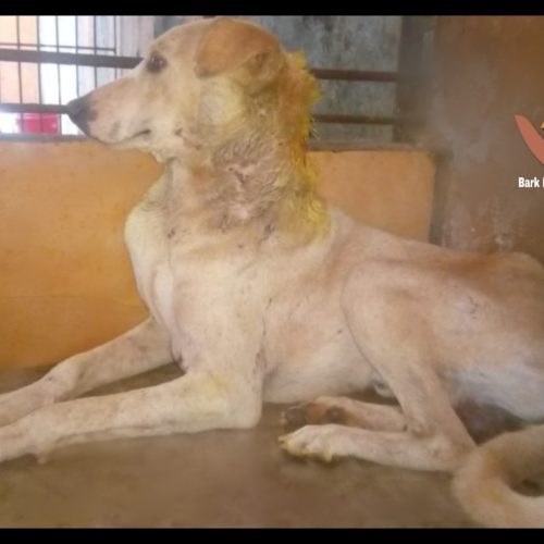 Maggot wound dog rescued- stray dog rescue