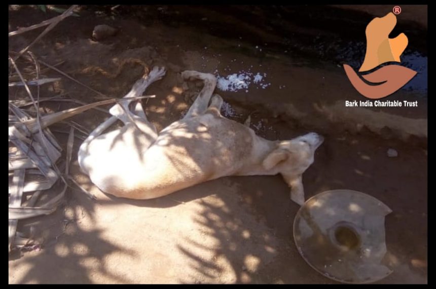 Street dog rescue during the lockdown of COVID19