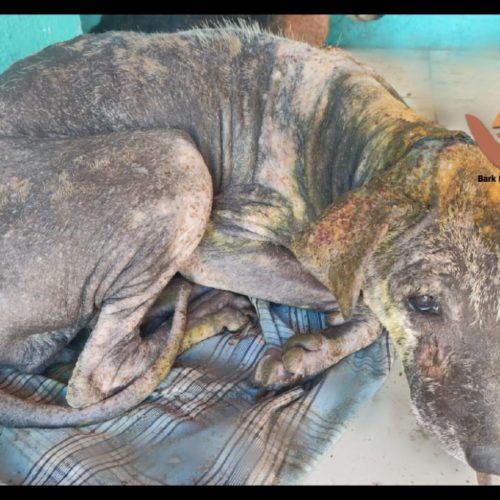 Street dog with skin problems and wound rescued