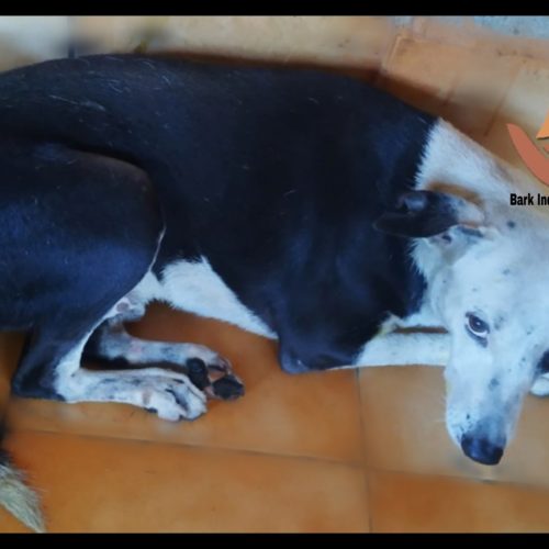 AS 1 Dog rescued with gash injury- Another human cruelty case