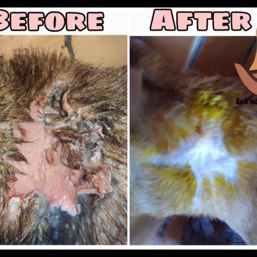 P1 Maggot wound dog- Before and After treatment