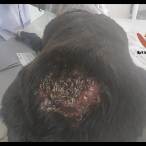 PIC 3 Maggoty street dog rescued