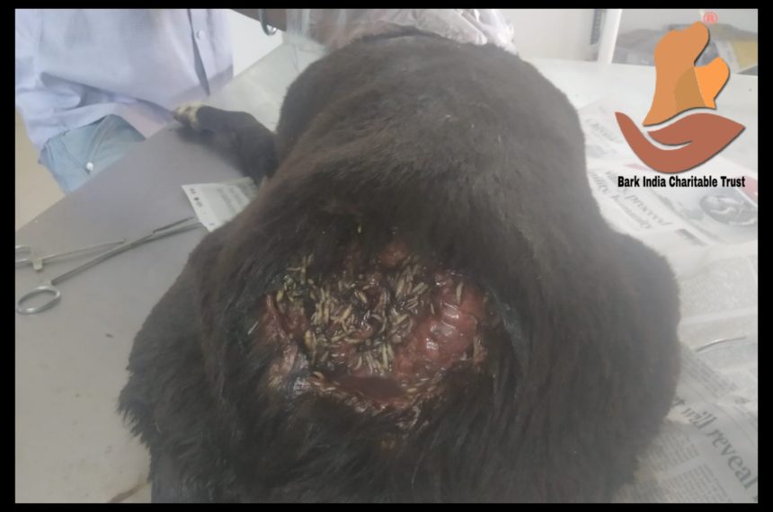 Maggoty street dog rescued