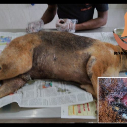 RI Head wound dog rescue in Pondicherry