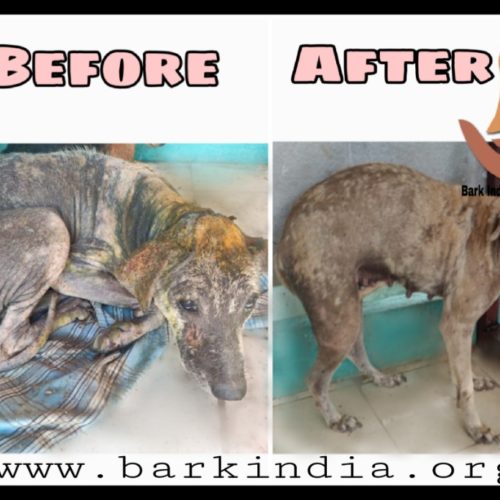 dheebika Wounded street dog transformation- Before and after treatment at Bark India