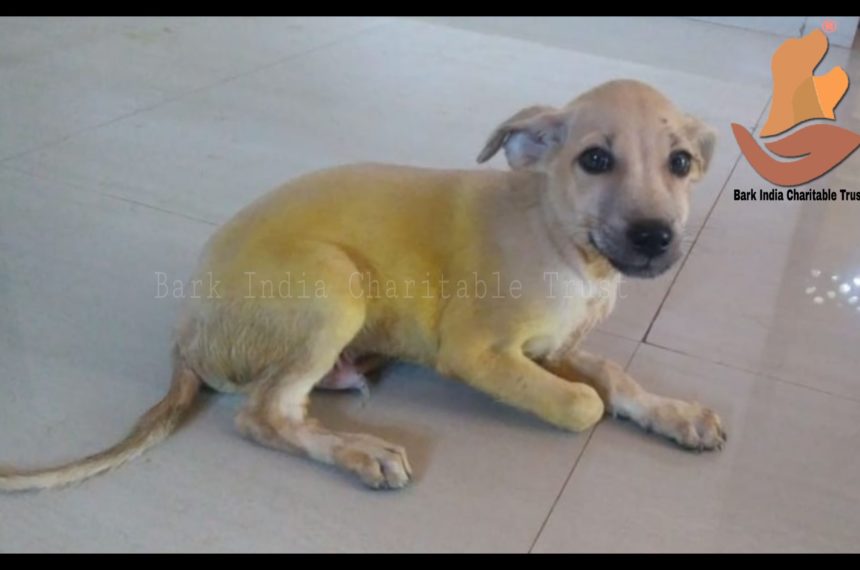 Please Be Careful while you Drive- Puppy rescued