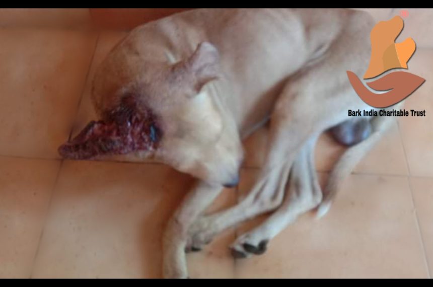 Head wound dog rescued- Dog rescue and treatment
