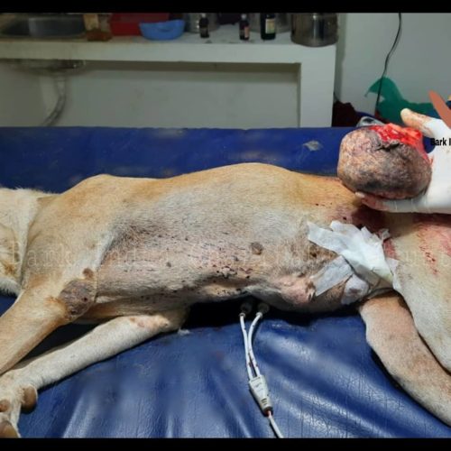 Mammary gland tumor stray dog rescue, surgery and treatment