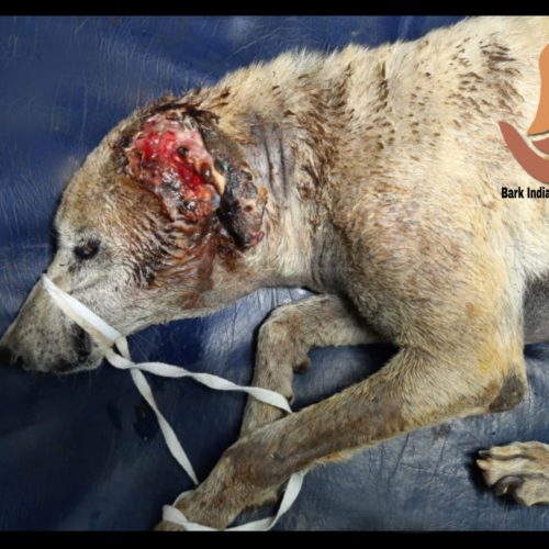 Maggot wound dog rescued from Pondicherry beach- NGOs for stray animals