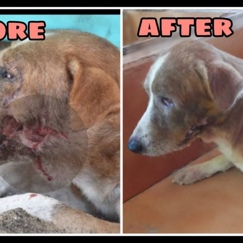 PicsArt_09-11-08.22.28 Dog rescue, treatment and release- NGO for animals in Pondicherry