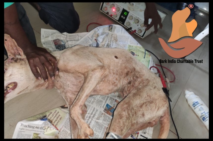 dog gets physiotherapy