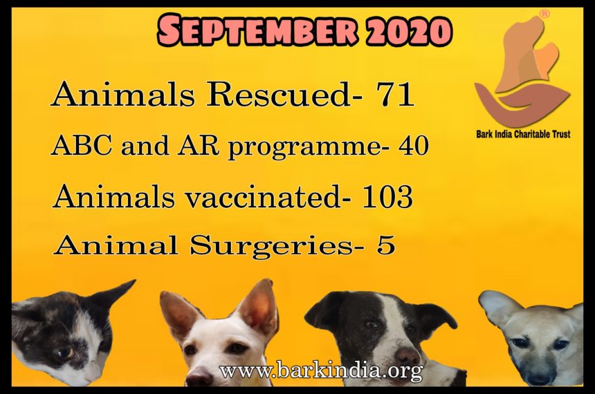 Animal Welfare activities- September 2020 Animal Rescue and Treatment- NGO for sick animal rescue and care
