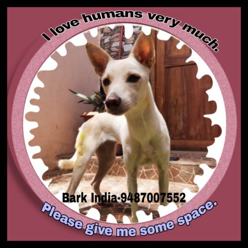 Puppy for adoption in Pondicheery Abandoned/ Lost Puppy is waiting for adoption- Pondicherry