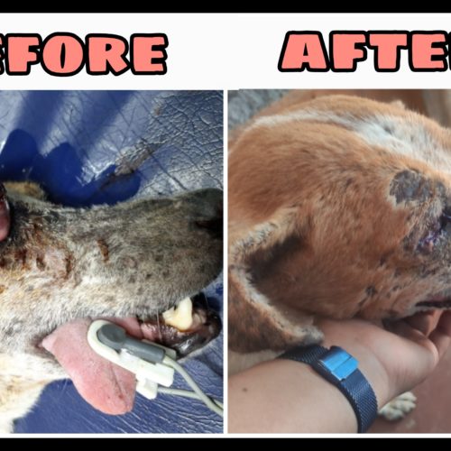 Eye pop-out dog rescue, treatment and recovery
