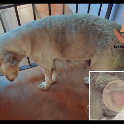 Vaginal prolapse in dogs