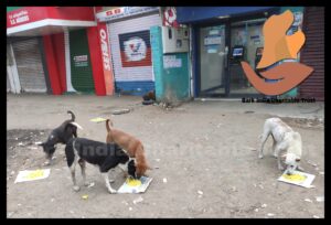 feeding in Sedarapet, Pondicherry