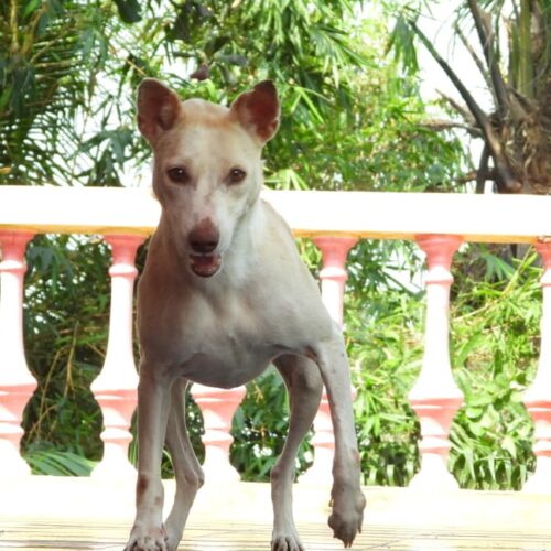 Everything to know about Rabies