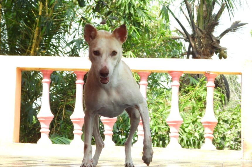 Everything to know about Rabies