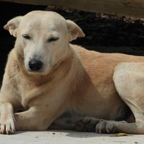 Beautiful Indian Mongrel Dog 7000 Stray Animal Rescues- Bark India