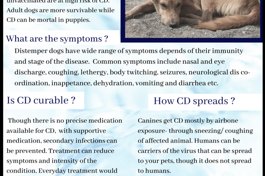 Canine Distemper in dogs