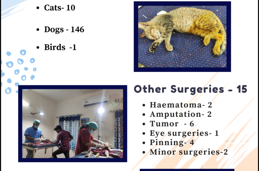 Animal rescue, surgeries