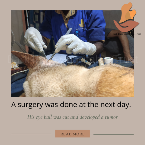 Eye tumor removal surgery of dog in Pondicherry Tumor dog surgery