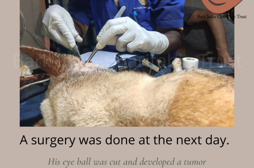 Eye tumor removal surgery of dog in Pondicherry Tumor dog surgery