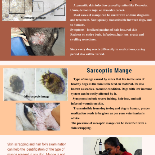 types of mange in dogs Types of mange in dogs