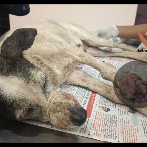 Stray animal Rescue Charity