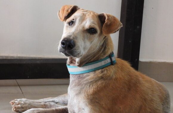 WhatsApp Image 2023-02-07 at 17.10.08 NGO Veterinary Hospital Pondicherry- Donate for animals