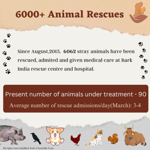 Help Animals in India- 6000+ Rescues