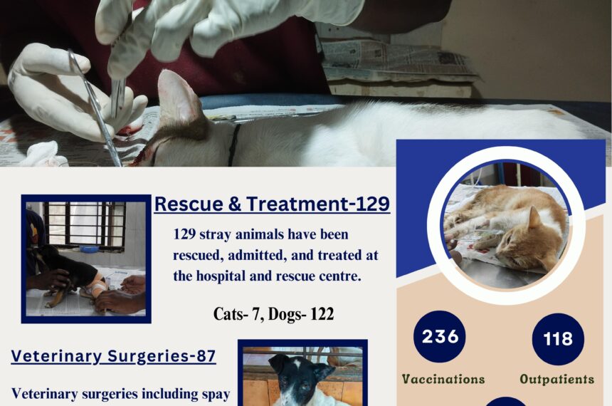 Forever for animals- Charity non-profit for stray animals rescue,treatment,welfare