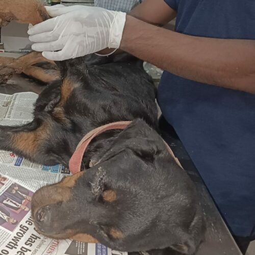 Canine Distemper in rotweiler dog Everything about Canine Distemper(CD)- Symptoms,treatment, curability, prevention and vaccination