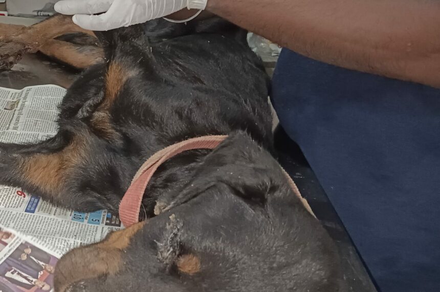 Canine Distemper in rotweiler dog Everything about Canine Distemper(CD)- Symptoms,treatment, curability, prevention and vaccination