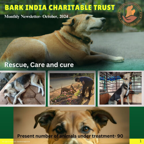 Donate for stray animal medical care Animal rescue charity for stray animals