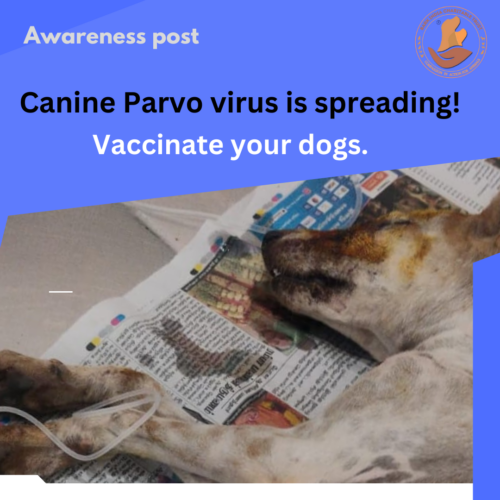 Canine parvo virus spread Canine Parvo Virus