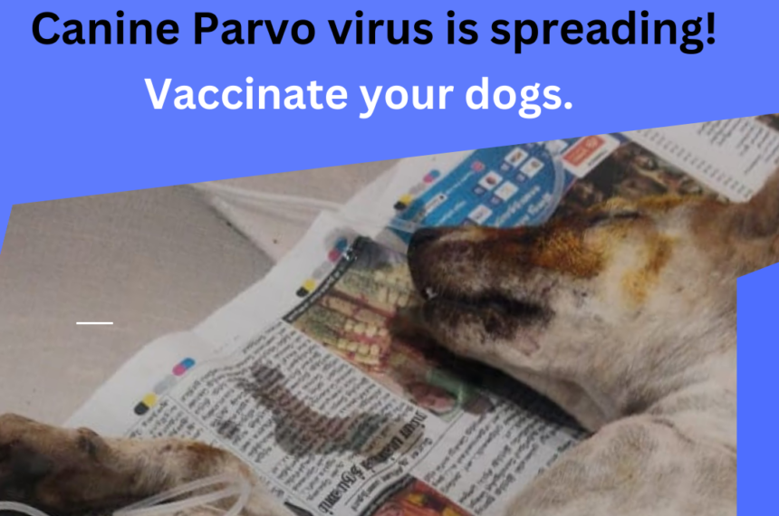 Canine parvo virus spread Canine Parvo Virus