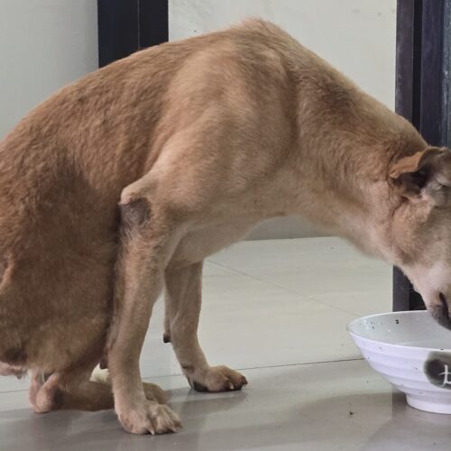 WhatsApp Image 2025-01-31 at 16.29.53_f65ff3c1 Help Animals India