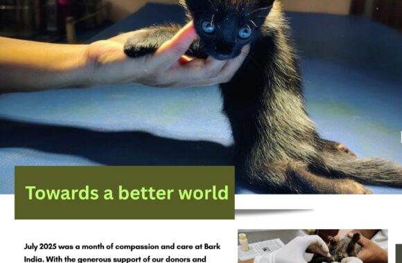 Stray rescue and treatment Donate to Help Strays in Pondicherry